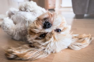 孕晚期肚子发硬发紧下坠感怎么回事？